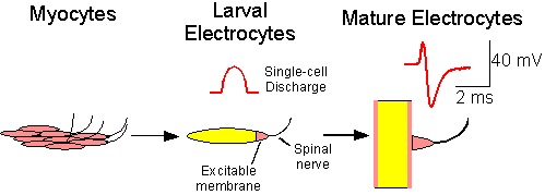Creating biphasic electrocytes